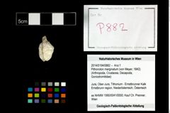 Foto (Objekt + Etikett) von Pithonoton marginatum (von Meyer, 1842)  (NHMW-GEO-2014-0194-0882)
